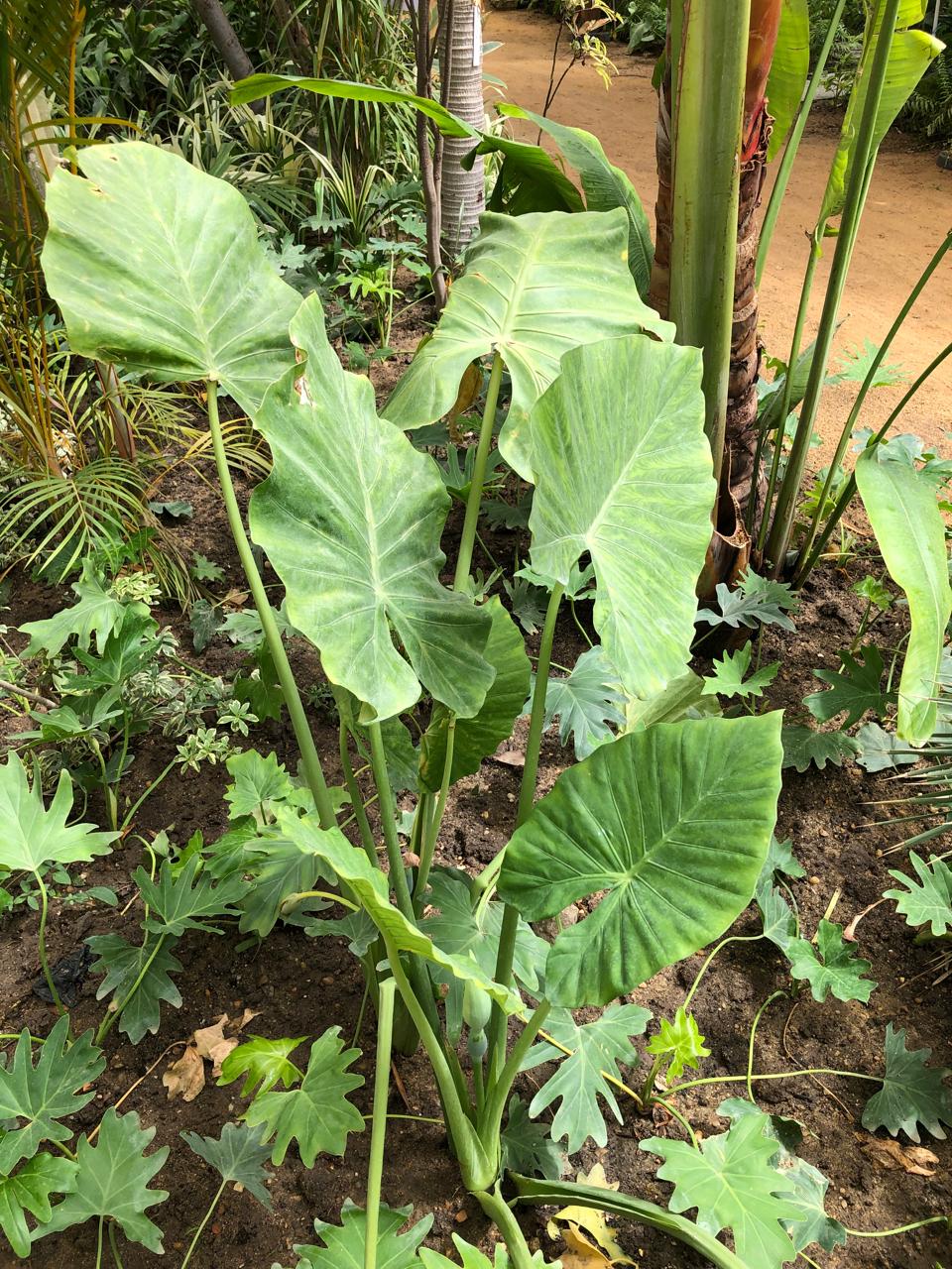 Alocasia macrorrhizos