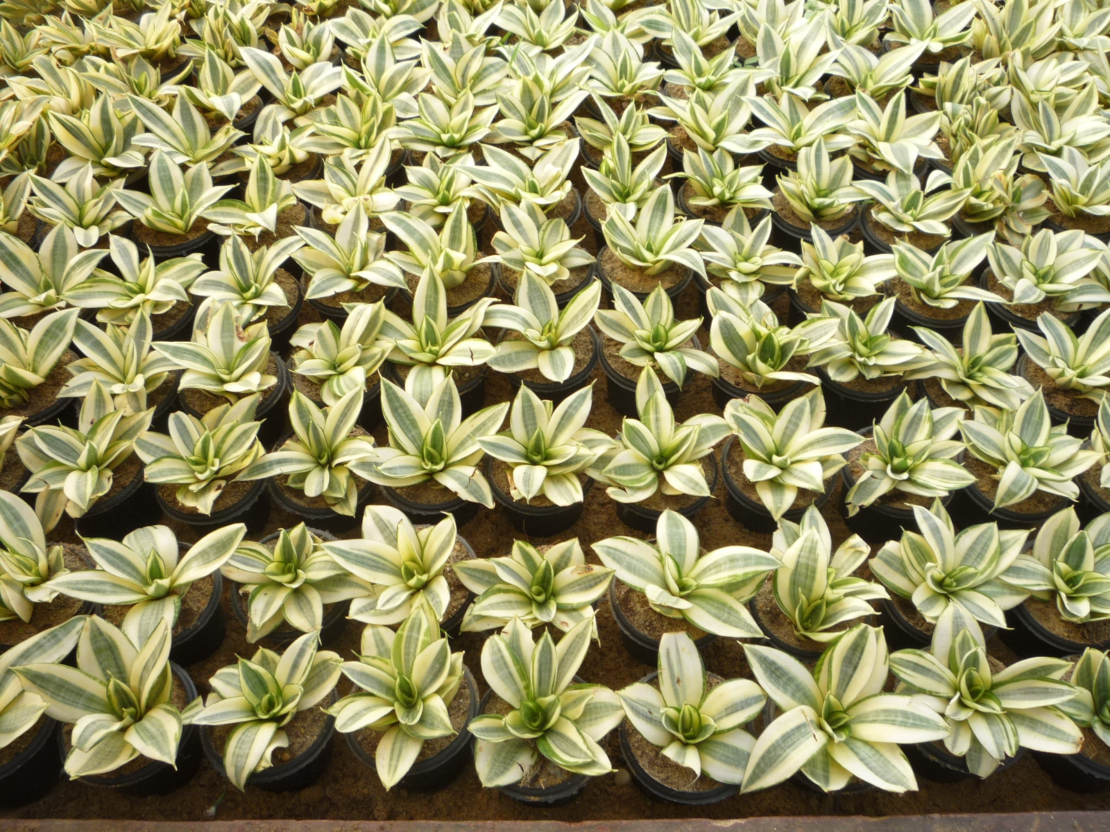 Sansevieria trifasciata