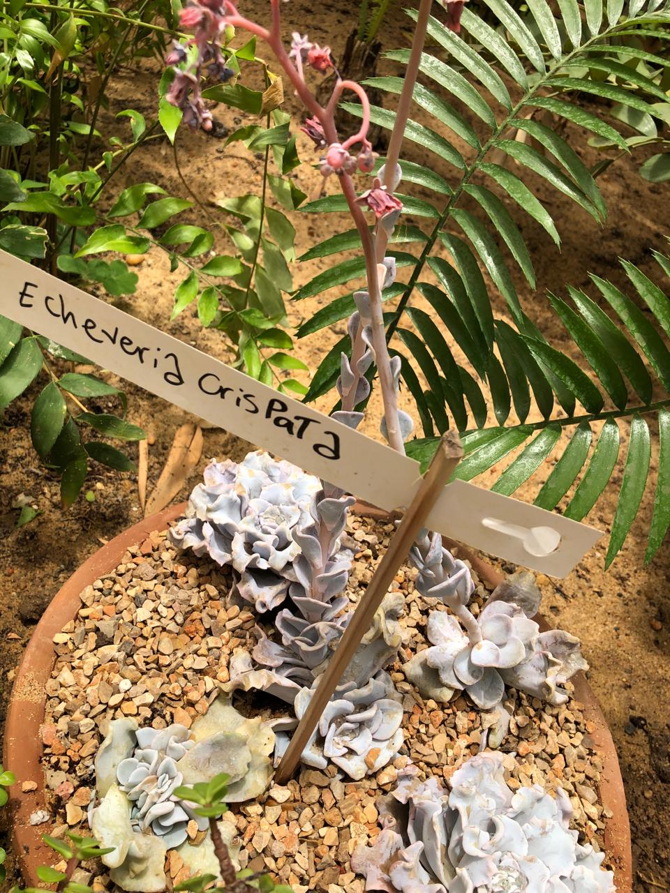 Echeveria lilacina
