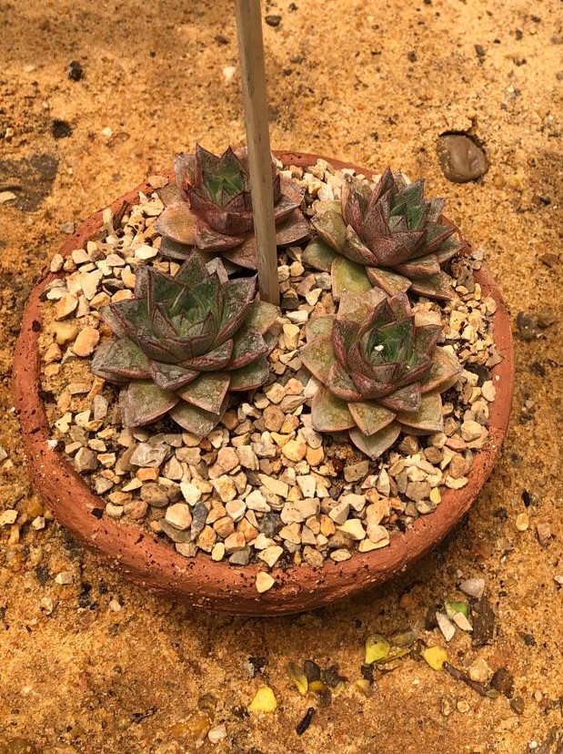 Echeveria purpusorum