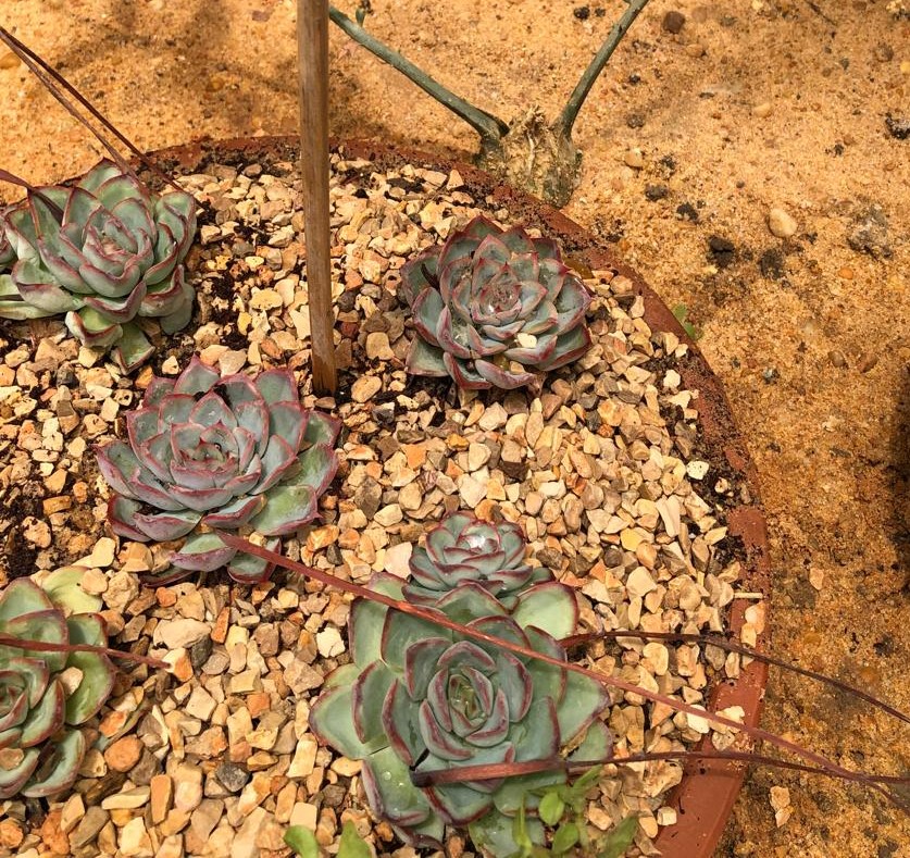 Echeveria (Echeveria pulidonis x E. elegans)