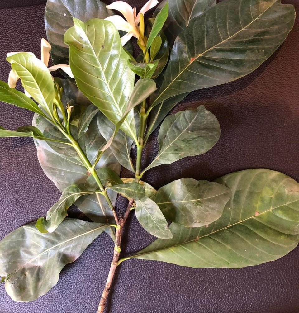 Gardenia sootepensis