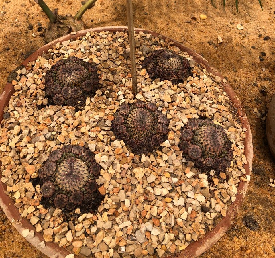 Sulcorebutia rauschii