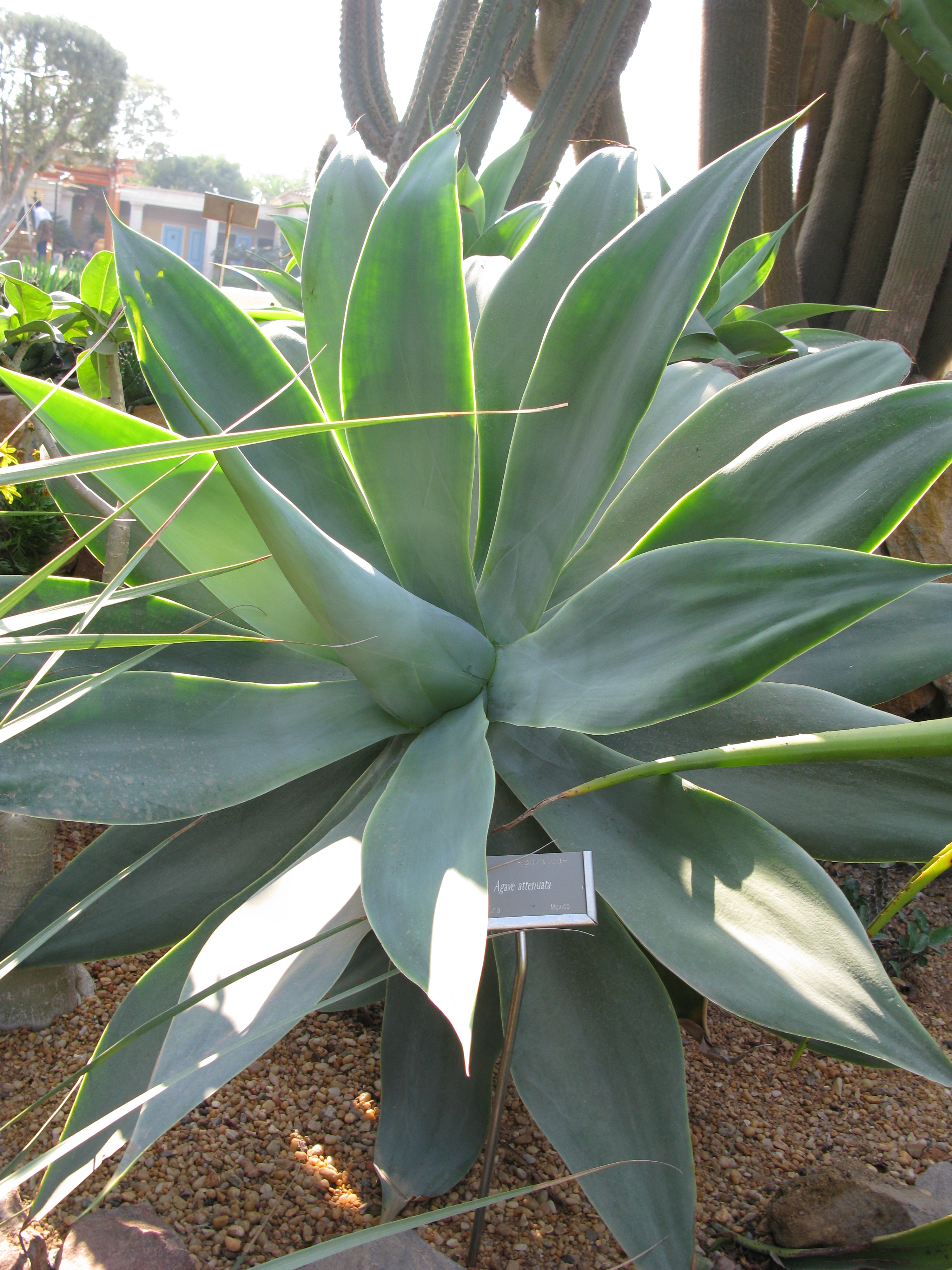Agave attenuata