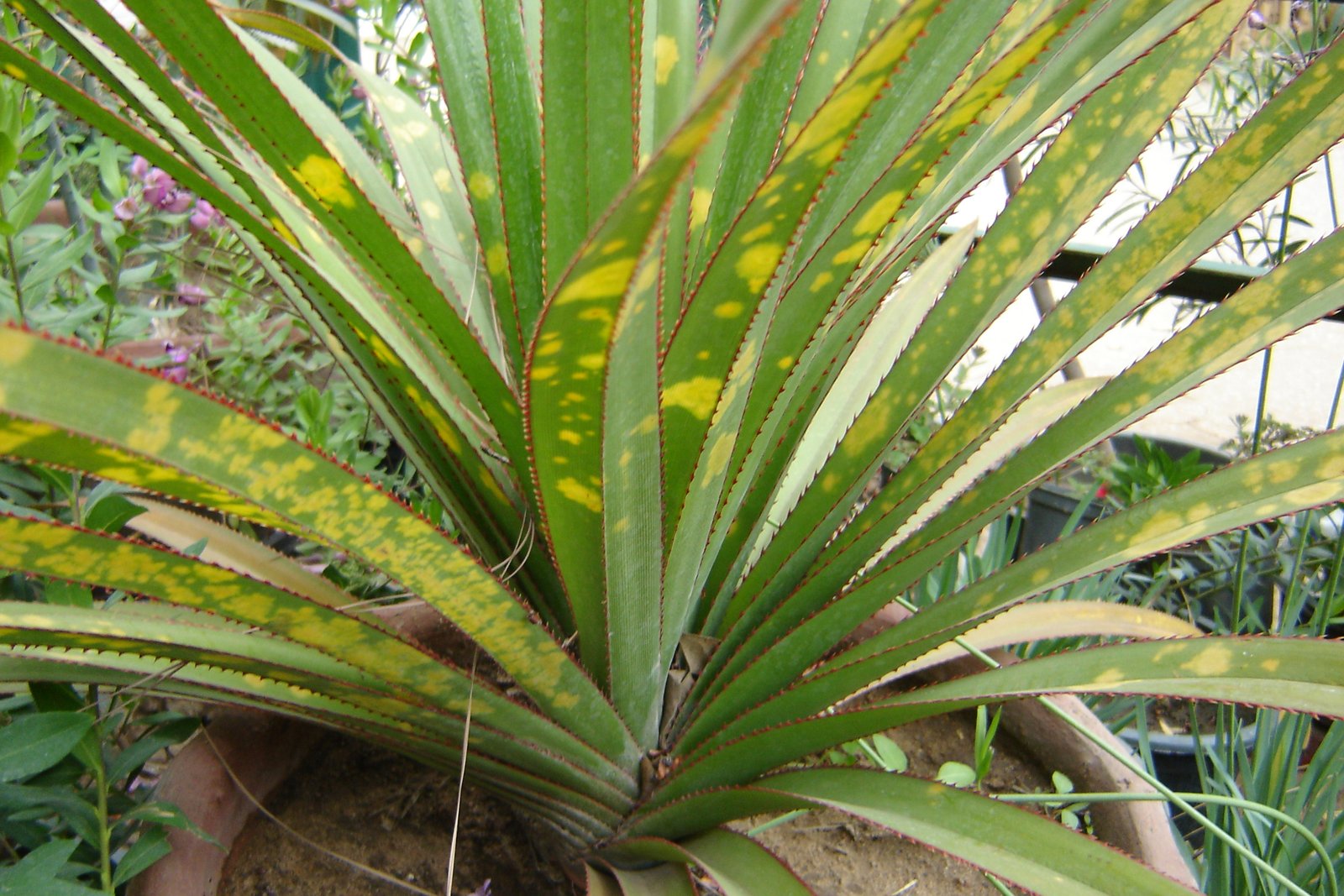 Pandanus utilis