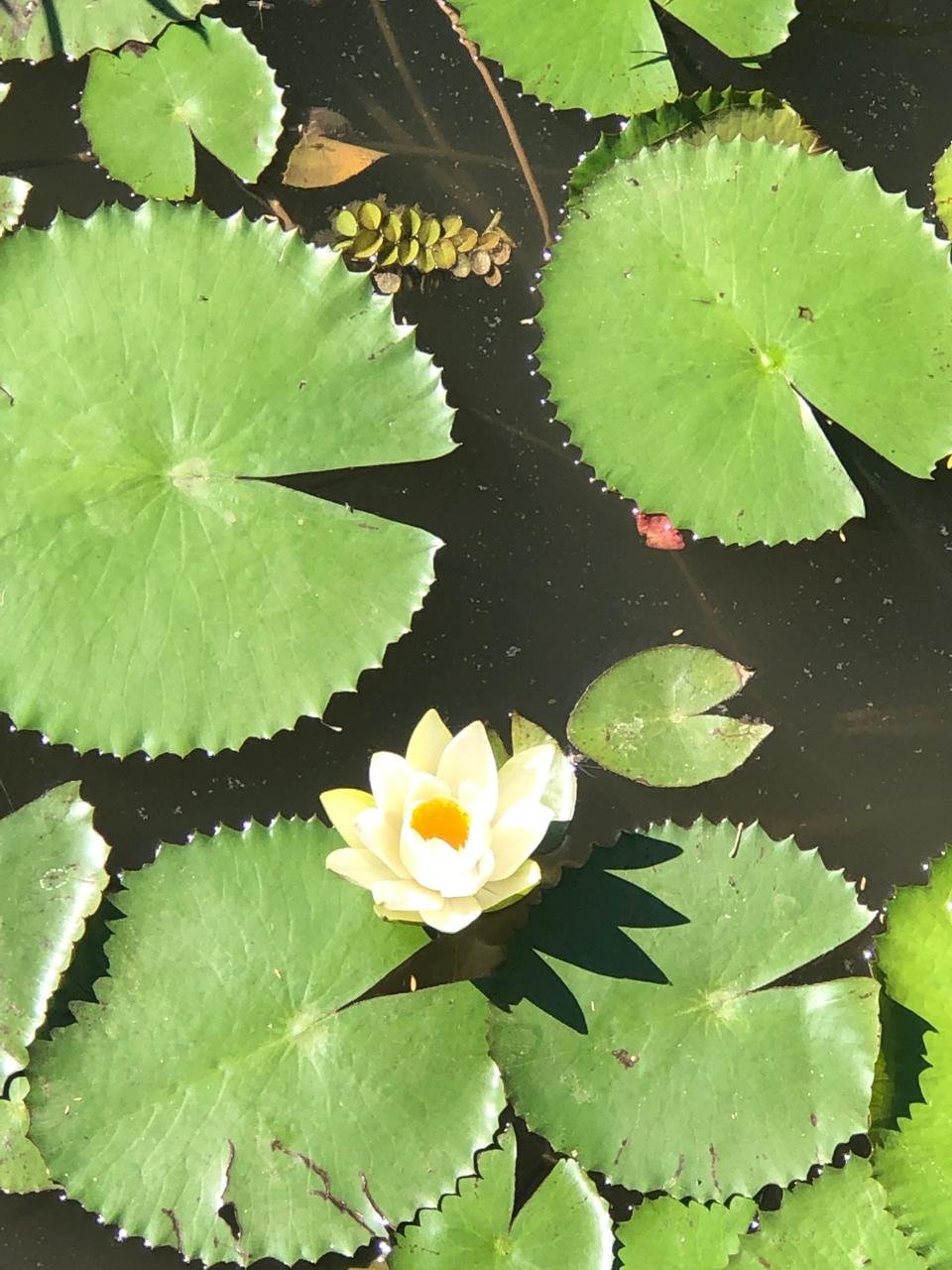 Nymphaea lotus
