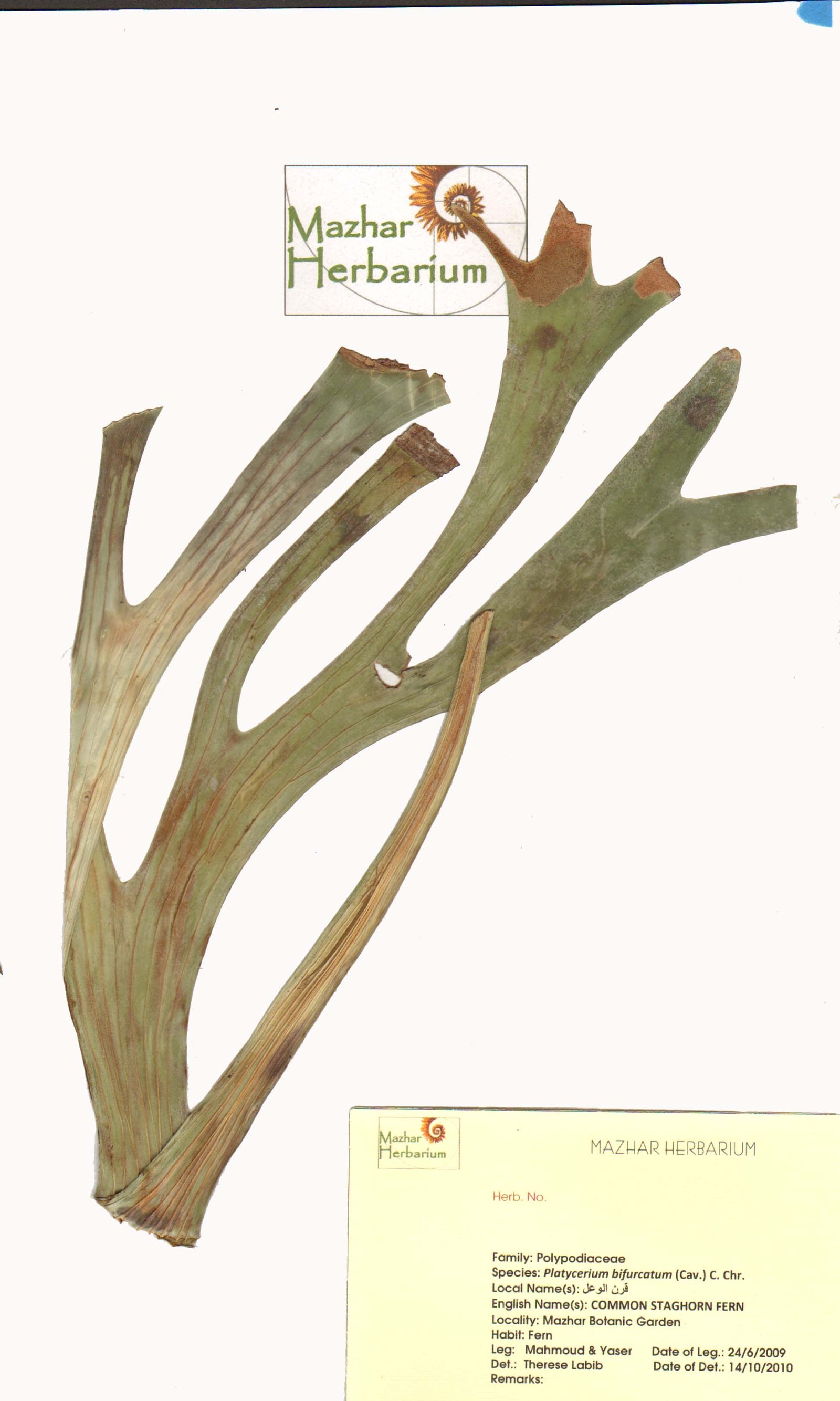 Platycerium bifurcatum