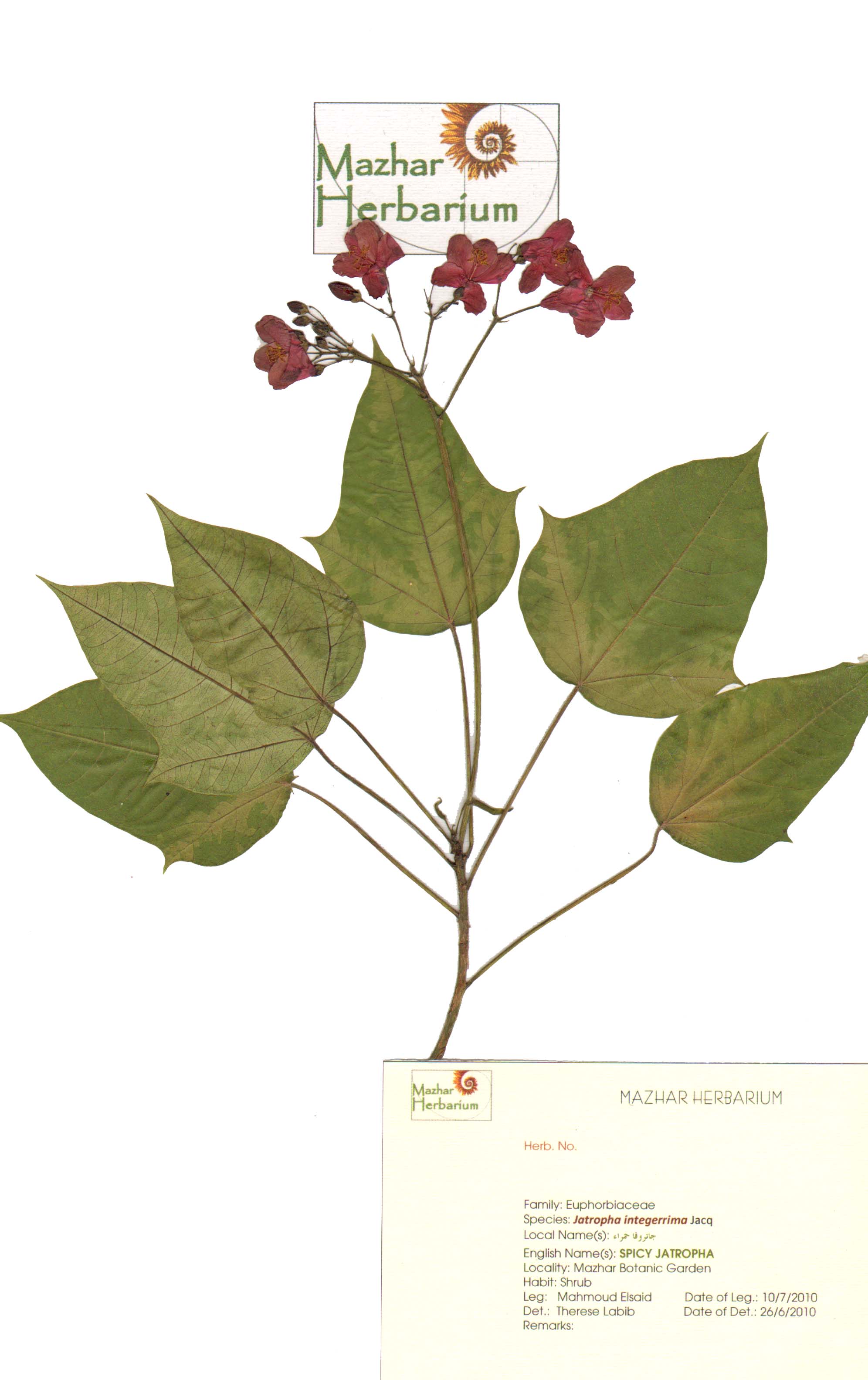 Jatropha integerrima - Mazhar Botanic Garden